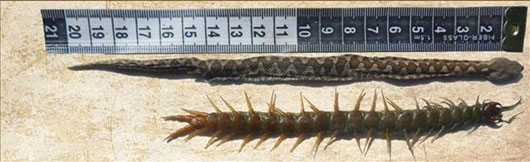 Picture 2 of The snake was bitten off its belly when fighting the giant centipede