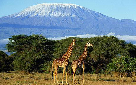 Picture 1 of The snow on the 'roof of Africa' will disappear