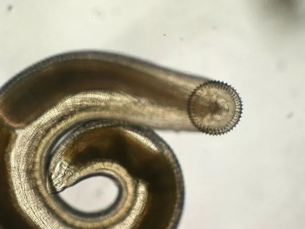Picture 7 of The solution to why frog meat is rich in flukes