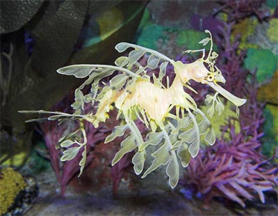 Picture 8 of The sophisticated disguises of animals