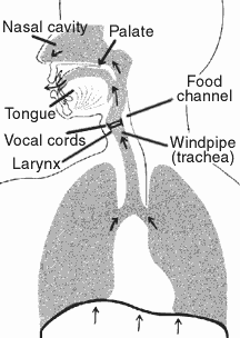 Picture 1 of The sound of a human being acts like a jet engine