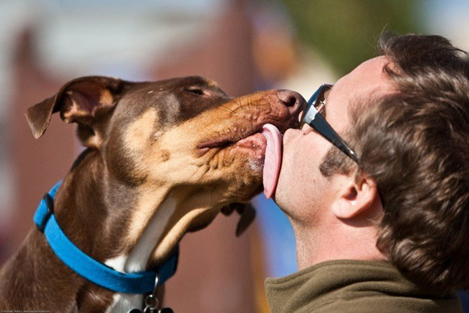 Picture 2 of The special ability of dogs - fleetingly knows who is bad, good person