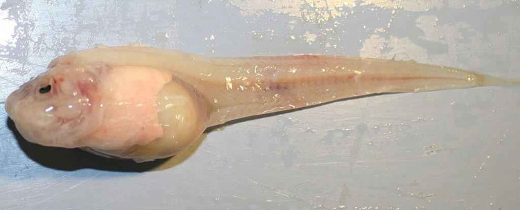 Picture 1 of The special body of fish lives at a depth of 8,178 meters