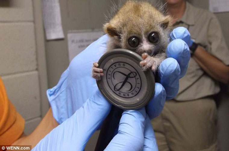 Picture 1 of The species 'beasts' Southeast Asia is as small as a button