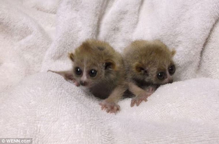 Picture 2 of The species 'beasts' Southeast Asia is as small as a button