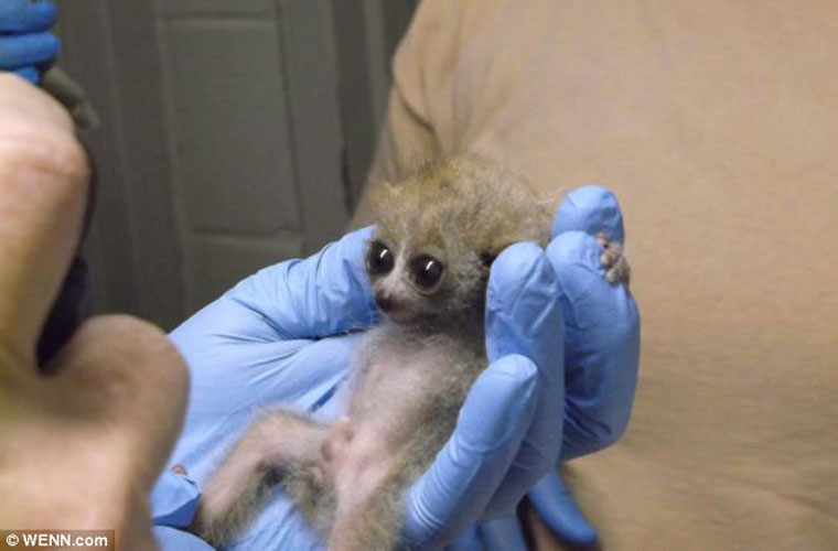 Picture 3 of The species 'beasts' Southeast Asia is as small as a button