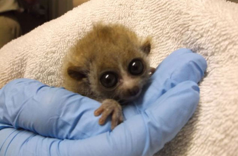Picture 4 of The species 'beasts' Southeast Asia is as small as a button