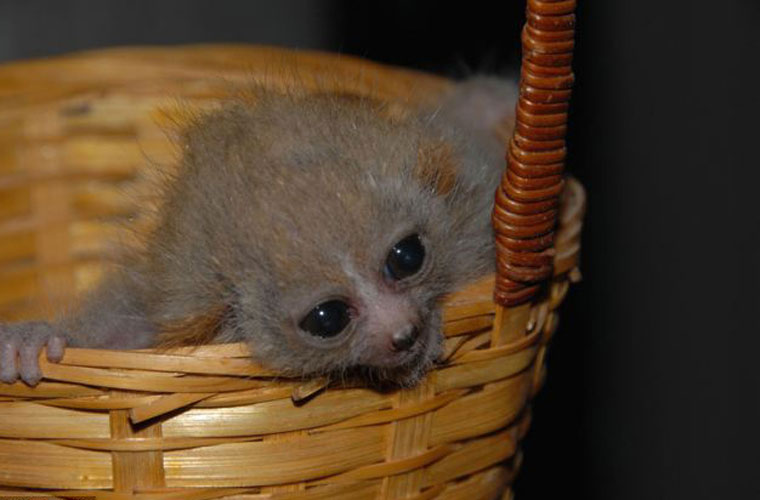Picture 6 of The species 'beasts' Southeast Asia is as small as a button