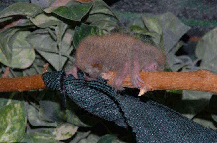 Picture 7 of The species 'beasts' Southeast Asia is as small as a button