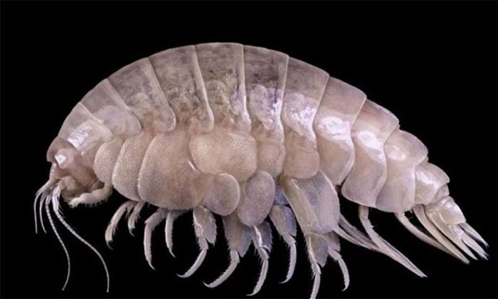 Picture 1 of The species eats plastic in the deepest ocean groove in the world