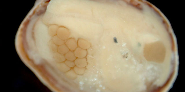Picture 2 of The species is transsexual in Antarctica