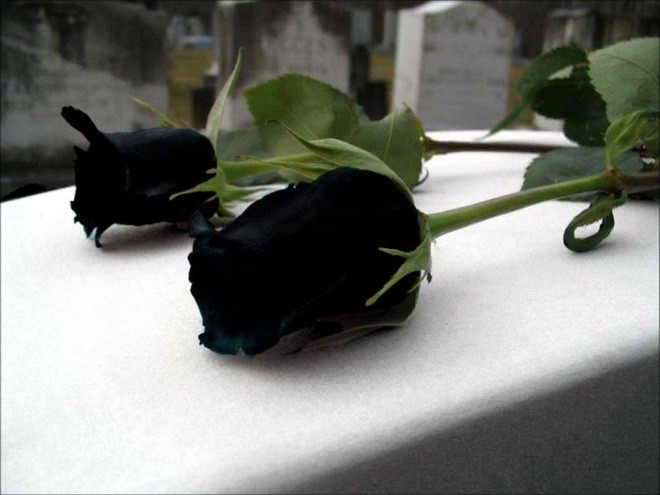 Picture 3 of The species of black roses is extremely rare and can only be grown in one village