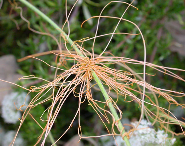Picture 1 of The species of blood-sucking plants