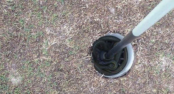 Picture 10 of The species that makes Australia the world's most feared place