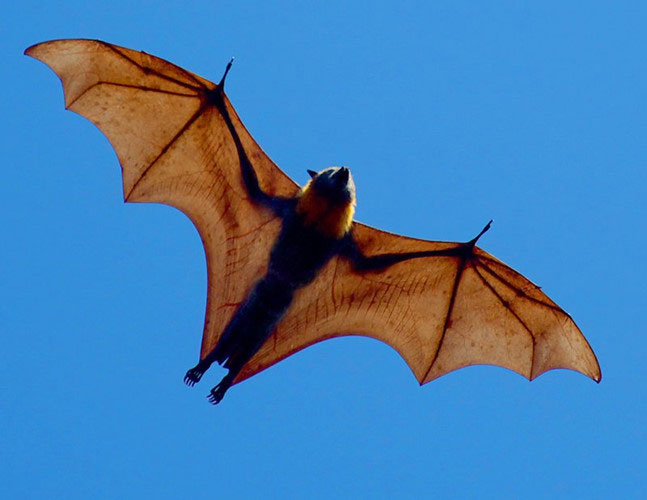 Picture 2 of The species that makes Australia the world's most feared place