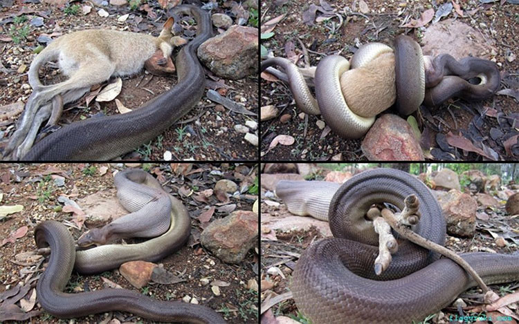 Picture 3 of The species that makes Australia the world's most feared place