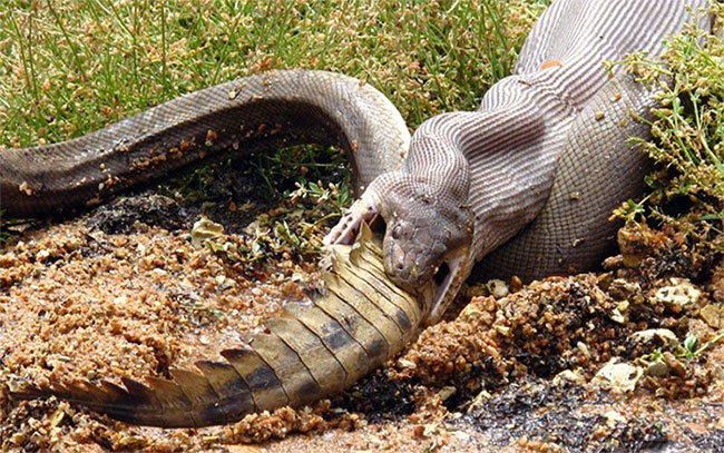 Picture 4 of The species that makes Australia the world's most feared place