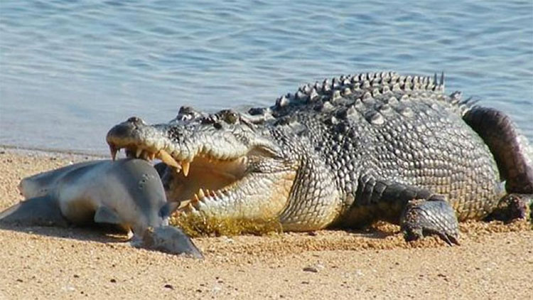 Picture 6 of The species that makes Australia the world's most feared place
