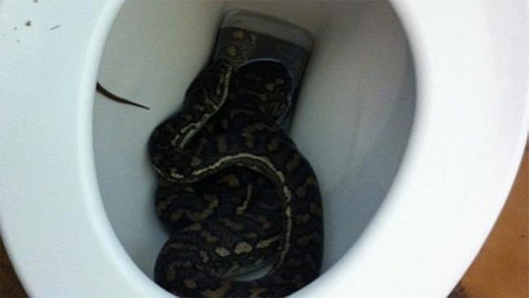 Picture 7 of The species that makes Australia the world's most feared place