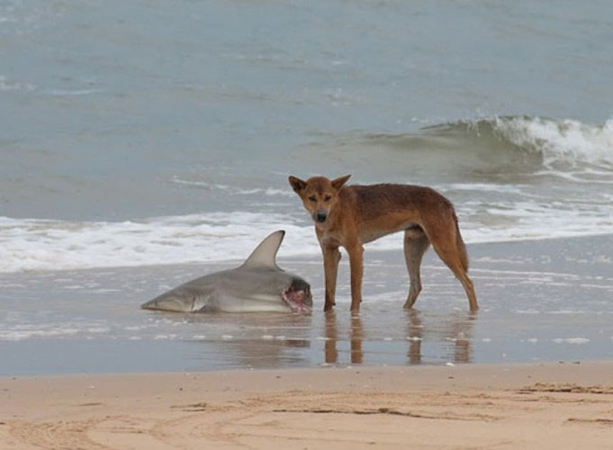 Picture 8 of The species that makes Australia the world's most feared place
