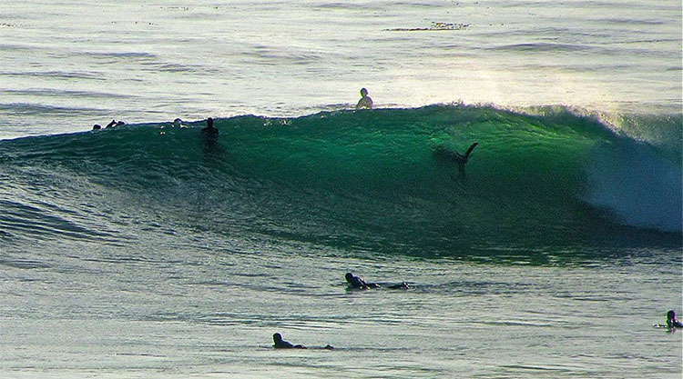 Picture 9 of The species that makes Australia the world's most feared place