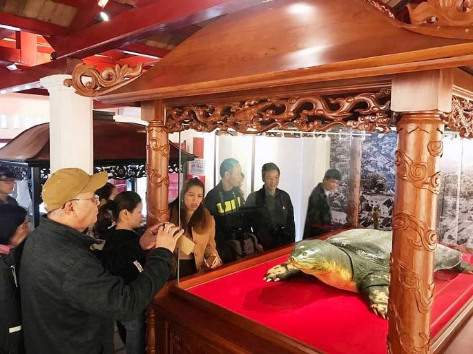 The specimen of the Sword Lake Turtle was brought to Ngoc Son Temple images 1