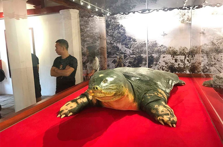 The specimen of the Sword Lake Turtle was brought to Ngoc Son Temple images 2