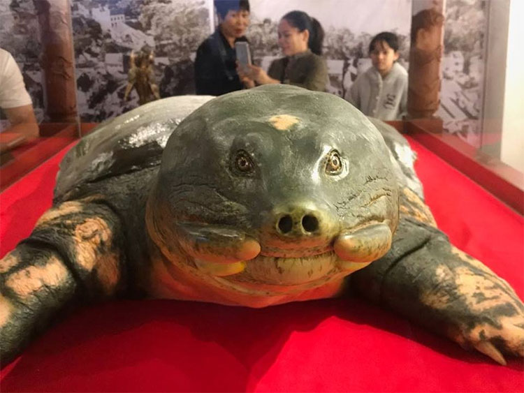 The specimen of the Sword Lake Turtle was brought to Ngoc Son Temple images 3