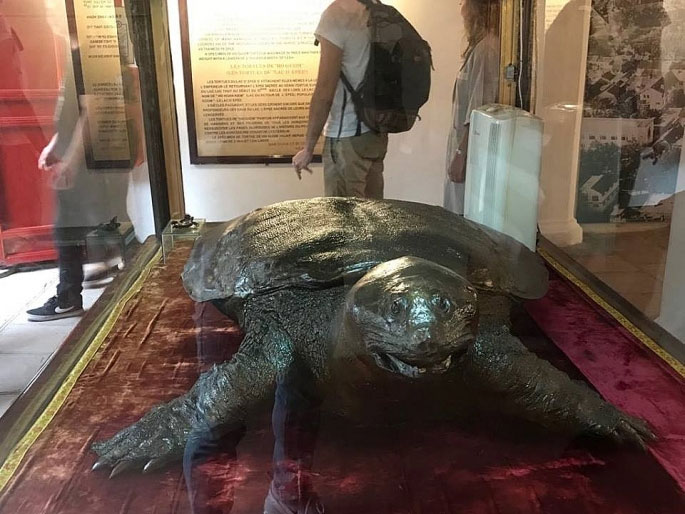 The specimen of the Sword Lake Turtle was brought to Ngoc Son Temple images 4