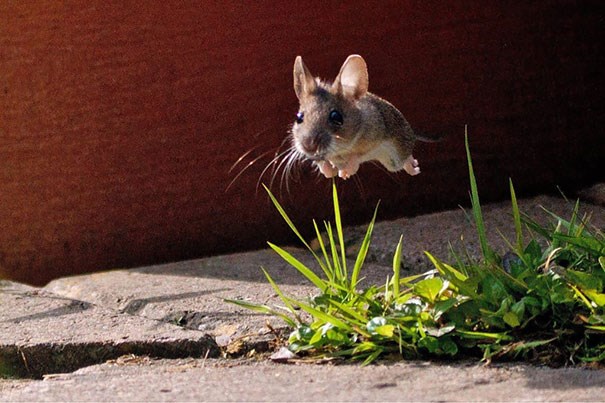Picture 15 of The spectacular moment coincides with incredible