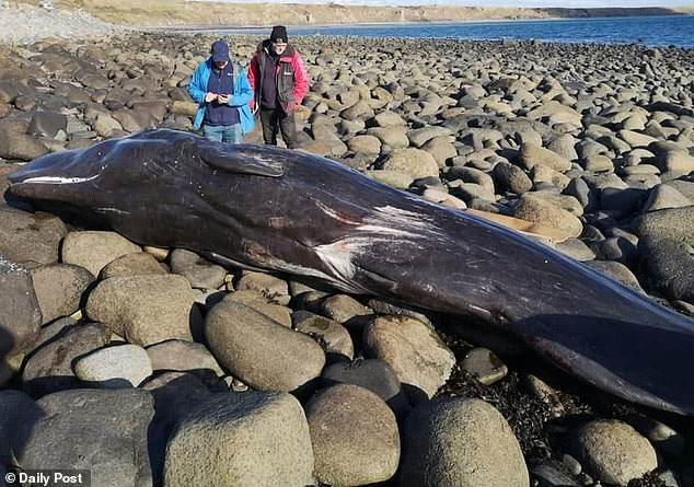 Picture 1 of The sperm whale died on the English coast with a plastic sheet in his stomach