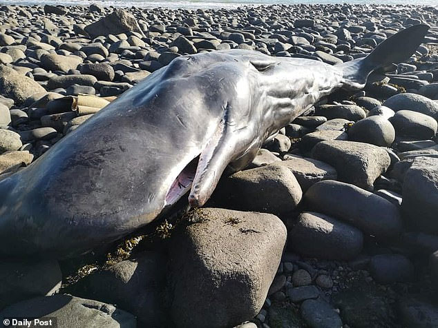 Picture 2 of The sperm whale died on the English coast with a plastic sheet in his stomach