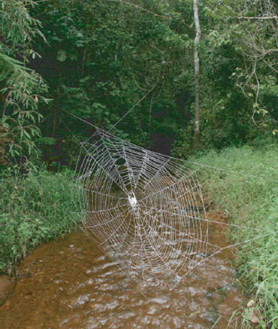 Picture 1 of The spider web is 25 m long