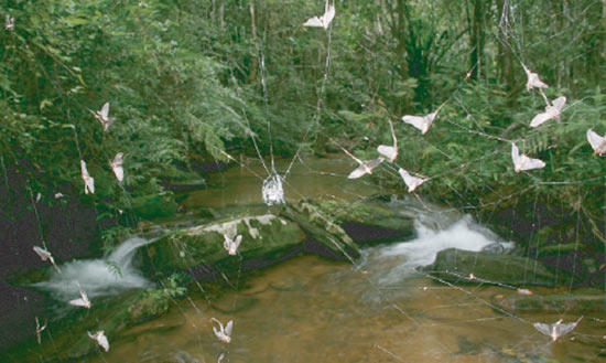 Picture 2 of The spider web is 25 m long