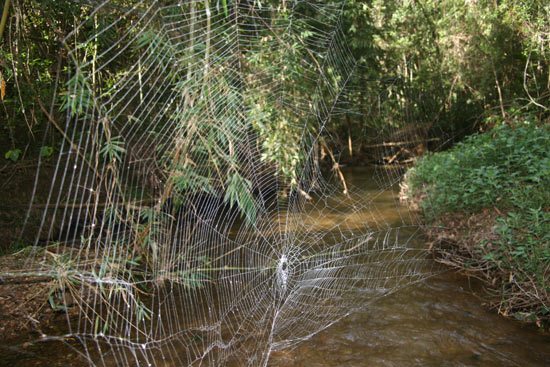 Picture 3 of The spider web is 25 m long