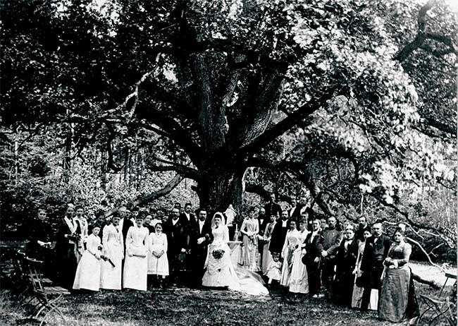 Picture 3 of The story of ancient oak 'matchmaking' for 100 lovers but is always lonely