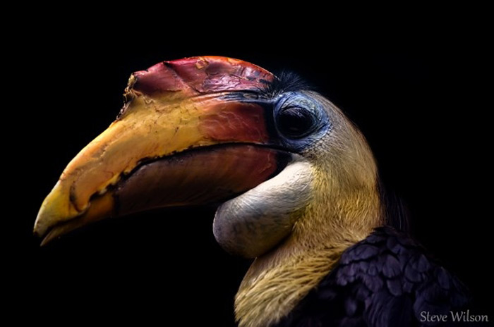 Picture 11 of The story of birds