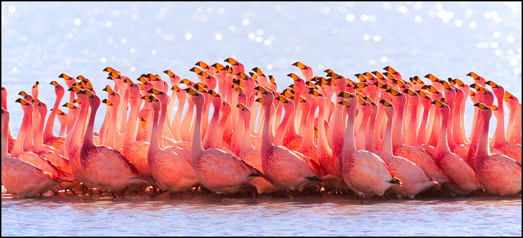 Picture 14 of The story of birds