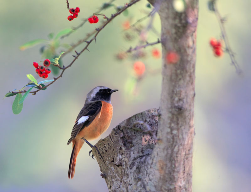 Picture 15 of The story of birds