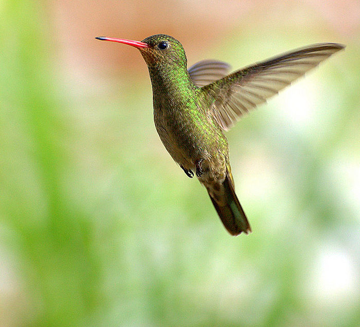 Picture 16 of The story of birds