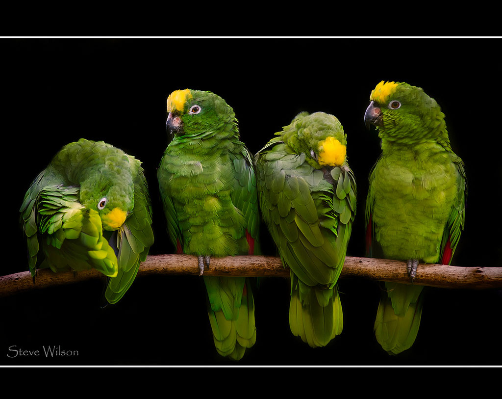 Picture 17 of The story of birds