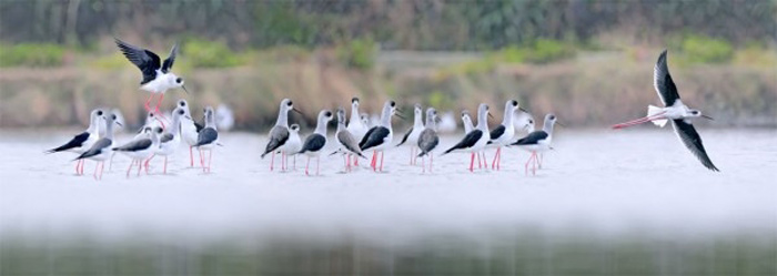 Picture 19 of The story of birds