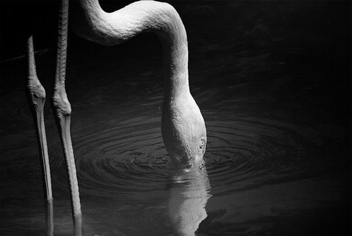 Picture 20 of The story of birds