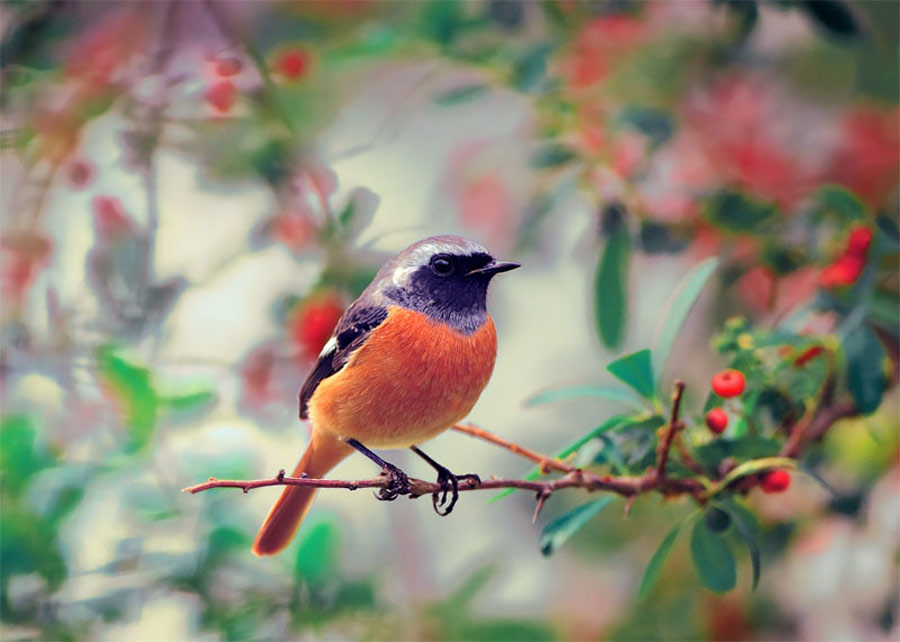 Picture 21 of The story of birds