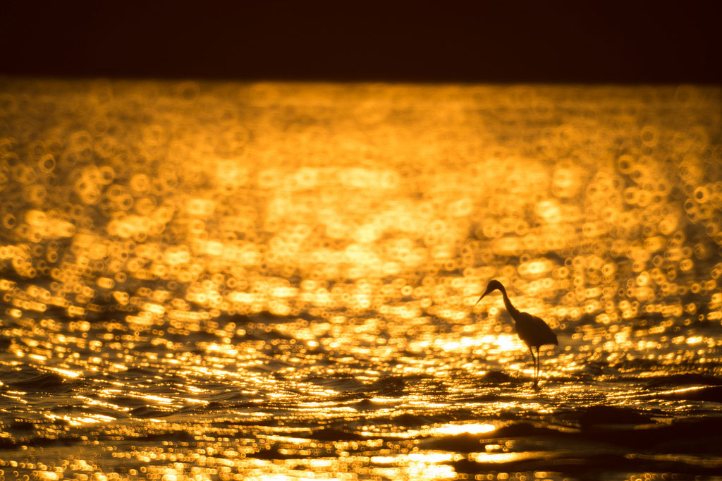 Picture 22 of The story of birds