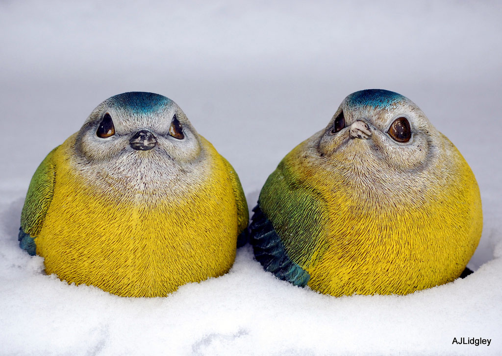 Picture 25 of The story of birds