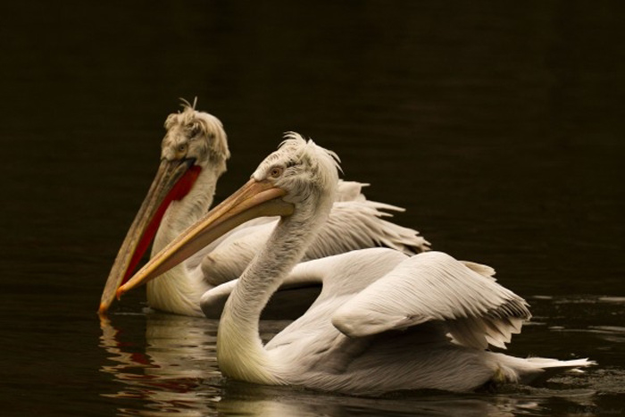 Picture 26 of The story of birds