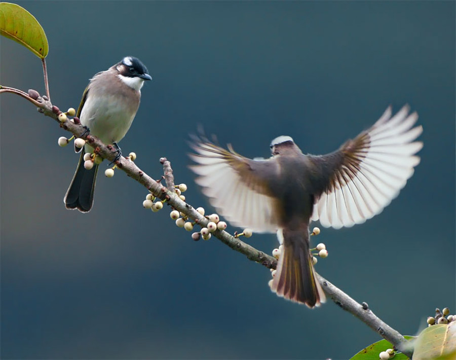 Picture 6 of The story of birds