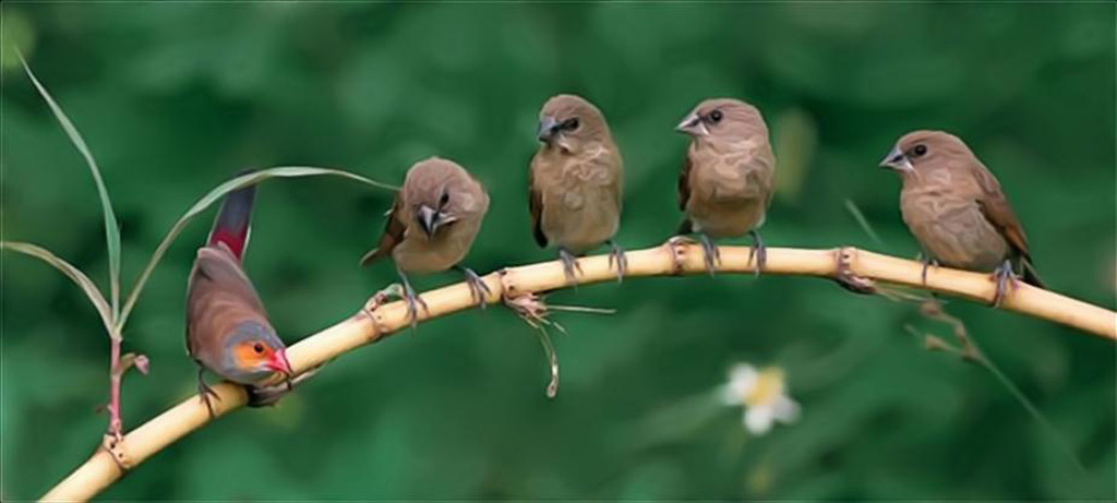 Picture 7 of The story of birds