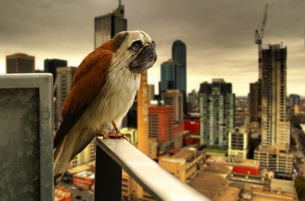 Picture 8 of The story of birds